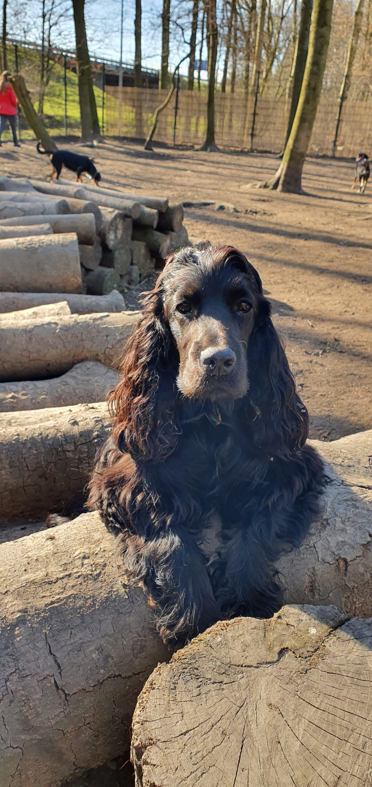 Hond 3