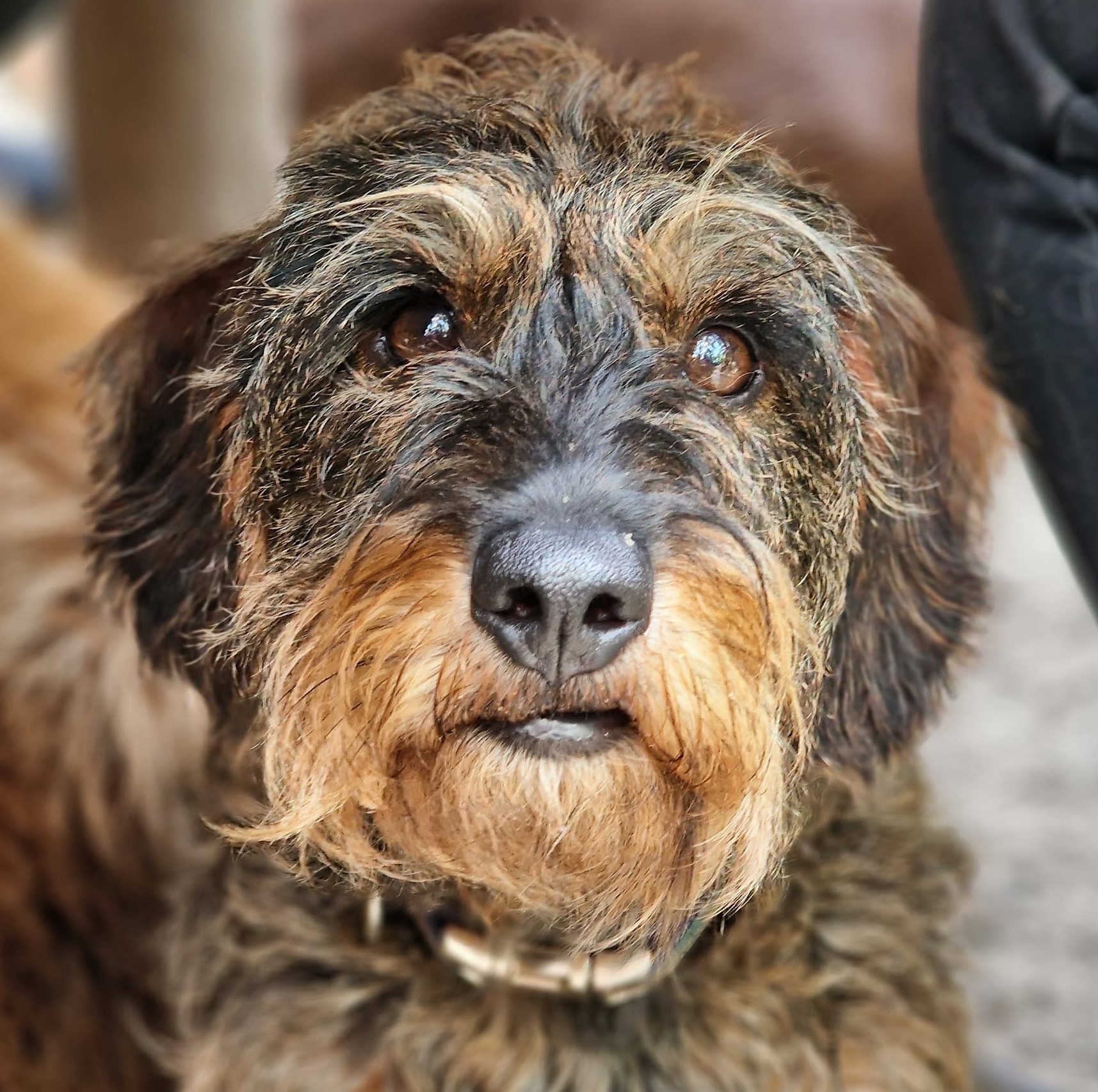 Hond 5